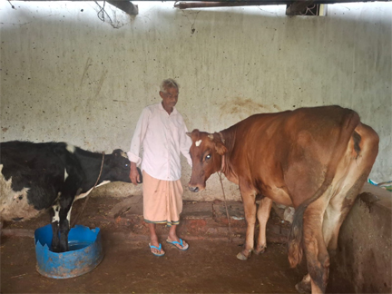 पीएम किसान सम्मान निधि की बचत से खरीदी पहली गाय पीएम किसान सम्मान निधि की बचत से खरीदी पहली गाय