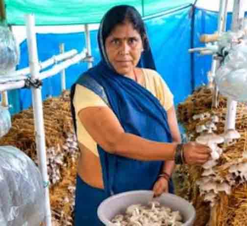 आत्मनिर्भरता की नई मिसाल- खेतों से मशरूम उत्पादन तक मिथिला दीदी ने लिखी सफलता की नई कहानी आत्मनिर्भरता की नई मिसाल- खेतों से मशरूम उत्पादन तक मिथिला दीदी ने लिखी सफलता की नई कहानी