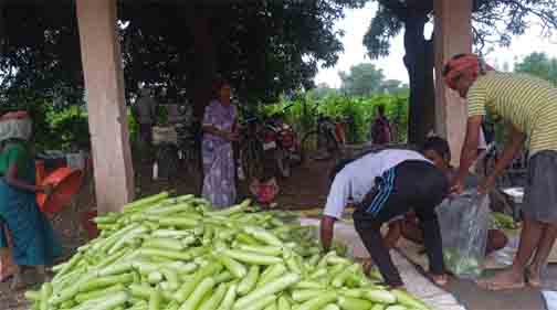 बिहान से बदली राह 35 महिला किसानों ने 600 क्विंटल सब्जी उगाकर लिखी सफलता की नई कहानी बिहान से बदली राह 35 महिला किसानों ने 600 क्विंटल सब्जी उगाकर लिखी सफलता की नई कहानी