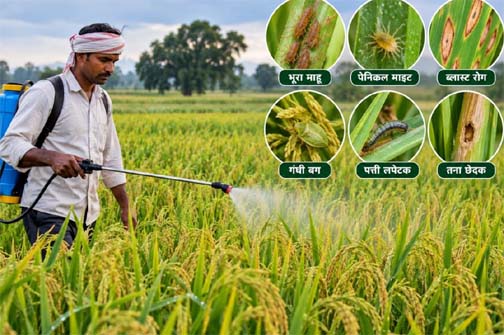 लगातार वर्षा को देखते हुए किसानों को फसलों में कीट एवं रोग प्रबंधन की सलाह लगातार वर्षा को देखते हुए किसानों को फसलों में कीट एवं रोग प्रबंधन की सलाह