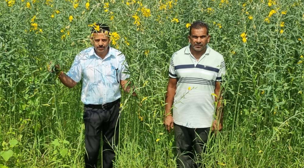 धान की जगह सन की खेती, लैलूंगा के किसानों ने बदली खेती की राह धान की जगह सन की खेती, लैलूंगा के किसानों ने बदली खेती की राह