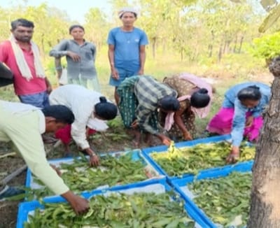 तसर पालन से बढ़ेंगे ग्रामीणों की आमदनी के अवसर तसर पालन से बढ़ेंगे ग्रामीणों की आमदनी के अवसर