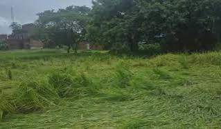 अर्नब चक्रवात के कारण बीमित फसल में नुकसान होने पर टोल फ्री नंबर 14447 पर सूचना दे अर्नब चक्रवात के कारण बीमित फसल में नुकसान होने पर टोल फ्री नंबर 14447 पर सूचना दे