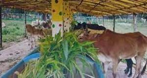आजीविका सृजन एवं जीवनयापन का सशक्त माध्यम बन रहे हैं गौठान