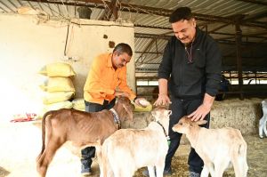  रायपुर के गौठान से बदली गौवंश एवं गौ पालकों की तकदीर