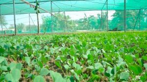  सामुदायिक बाड़ी से बढ़ रहा है सब्जी का उत्पादन