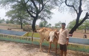  गोधन न्याय योजना बनी रूपलाल के लिए  मुश्किल वक्त का सहारा