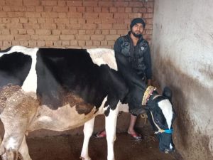  गोधन न्याय योजना बना पशुपालक हितेश्वर के लिए आर्थिक समृद्धि का आधार