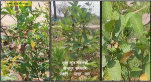  कृष्ण कुंज: अब तक 169 नगरीय निकायों के 224 एकड़ रकबा में 55 हजार से अधिक पौधे रोपित