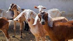  महिलाओं के लिए बकरी पालन प्रशिक्षण शुरू