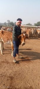 गोधन न्याय योजना से चरवाहा श्री चंद्रकांत यादव की खुली किस्मत