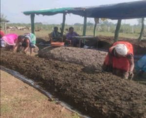 सफलता की कहानी::स्पर्श आकांक्षा स्व-सहायता समूह सोण्ड्रा की महिलाएं वर्मी खाद विक्रय से प्राप्त आय से घर की आवश्यक जरूरतों को कर रही है पूरा