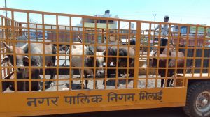  निगम क्षेत्र में आवारा घूमने वाले मवेशियों को पकड़ा गया, निगम में दिनभर चला भिलाई में आवारा पशु पकड़ने का अभियान 
