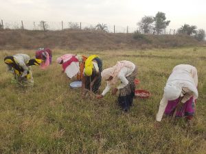  राज्य शासन की सुराजी गांव योजना से महिलाएं बना रही समाज में अलग पहचान