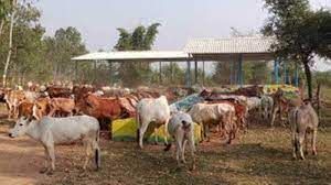 खरीफ फसल की सुरक्षा के लिए इस वर्ष भी प्रदेश में चलाया जाएगा रोका-छेका अभियान