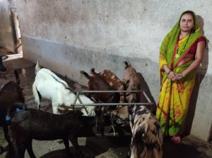गौ पालन से गृहिणी रुक्मणी पटेल बनी आर्थिक स्वावलंबन की मिसाल 