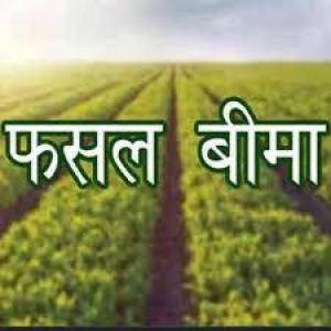  अधिसूचित फसलों का बीमा करवाने की अंतिम तिथि 31 जुलाई तक