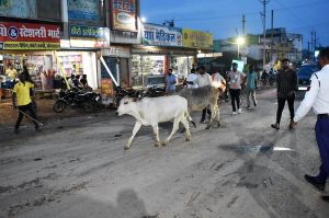 पशु मालिकों द्वारा अपने अहाते में पशुओं को न रखने पर होगी कार्रवाई  