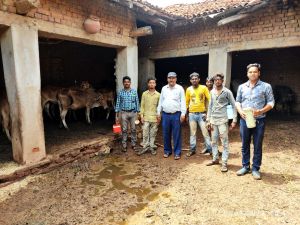 गलघोंटू व एकटंगी बीमारी से बचाव हेतु टेकारी में मवेशियों का टीकाकरण