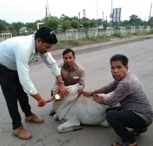 आवारा पशुओं को दुर्घटना से बचाने रेडियम बेल्ट एवं इयर टैगिंग 