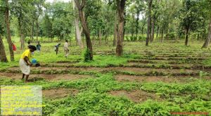 राज्य में वन विभाग द्वारा वृक्षारोपण का कार्य जोरों पर
