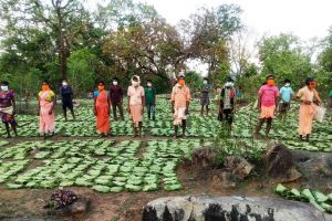  तेन्दूपत्ता संग्राहक सामाजिक सुरक्षा योजना:  97.74 करोड़ रूपए की राशि का भुगतान