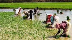 पुनर्गठित मौसम आधारित फसलों का बीमा 16 अगस्त तक