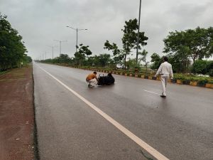  कलेक्टर के निर्देश का असर, दिन भर चली आवारा मवेशियों की धर-पकड़ 