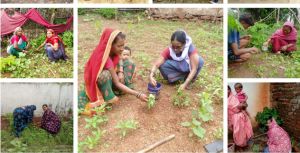  कुपोषित बच्चों, एनीमिया पीडि़त महिलाओं के घरों में पपीता-मुनगे के पौधे का रोपण