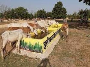 जप्त घुमन्तू बैल बैगा बिरहोर आदिवासियों की बांटे जाएंगे 