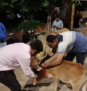 घुमन्तू पशुओं में लगाये गये अब तक 1057 रेडियम बेल्ट एवं 1145 ईयर टैग 
