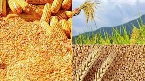  समर्थन मूल्य पर धान एवं मक्का उपार्जन हेतु किसानों का पंजीयन 31 अक्टूबर तक