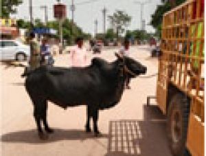  आवारा मवेशियों की हो रही धरपकड़ 