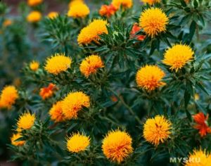 कृषि विश्वविद्यालय में 4 सितम्बर को तिलहनी फसलों पर राष्ट्रीय संगोष्ठी का आयोजन