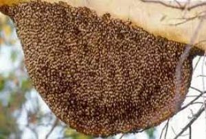 मधुमक्खी पालन से आजीविका विकास के लिए आईआईटी मुंबई की टीम ने दिया प्रशिक्षण