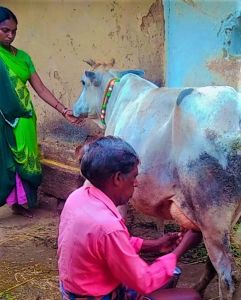 गौ पालन से श्री पराऊ साहू की आर्थिक हालात सुधरी