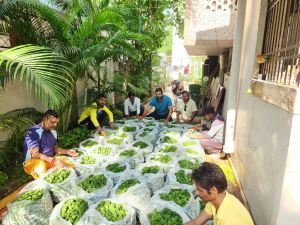 पार्षद आकाश तिवारी ने तीजा तिहार के पूर्व 1500 घरों में करेला भिजवाया पार्षद आकाश तिवारी ने तीजा तिहार के पूर्व 1500 घरों में करेला भिजवाया
