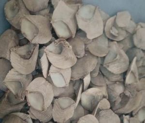 हाथी दांत तथा पेंगोलिन शल्क की तस्करी में 4 आरोपियों को जेल हाथी दांत तथा पेंगोलिन शल्क की तस्करी में 4 आरोपियों को जेल