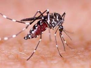  दुर्ग जिले में डेंगू की रोकथाम हेतु सघन अभियान 