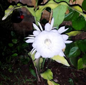  टाउनशिप के सेक्टर सात में खिला दुर्लभ प्रजाति का ब्रह्मकमल 