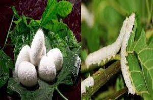 मधुमक्खी और रेशम कीट पालकों को मिलेगा बिना ब्याज का ऋण मधुमक्खी और रेशम कीट पालकों को मिलेगा बिना ब्याज का ऋण