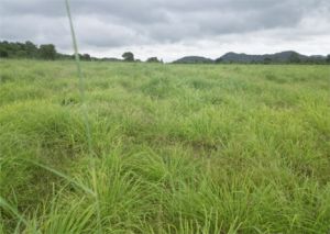 लेमनग्रास अब छत्तीसगढ़ में : 800 एकड़ से अधिक रकबा में लेमनग्रास की हो रही खेती लेमनग्रास अब छत्तीसगढ़ में : 800 एकड़ से अधिक रकबा में लेमनग्रास की हो रही खेती