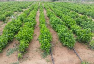 औषधीय पौधों की खेती का सफल प्रयास - छत्तीसगढ़ के किसानों में जगी नई आस औषधीय पौधों की खेती का सफल प्रयास - छत्तीसगढ़ के किसानों में जगी नई आस