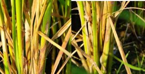 धान की फसलों को शीथ ब्लाइट रोग से बचाने किसानों को दी गई सलाह धान की फसलों को शीथ ब्लाइट रोग से बचाने किसानों को दी गई सलाह