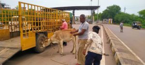  सड़क पर घूमने वाले  मवेशियों की धरपकड़ जारी