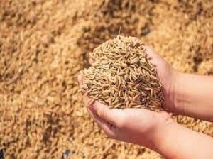  बालोद जिले में खरीफ विपणन वर्ष  के अंतर्गत अब तक 01 लाख 18 हजार मेट्रिक टन से अधिक धान की हुई खरीद