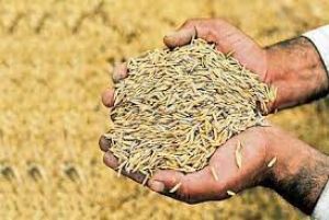  बालोद जिले में  अब तक 01 लाख 59 हजार 907 मेट्रिक टन से अधिक धान की हुई खरीद