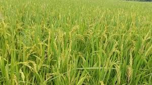 फसल नुकसान से बचने के लिए फसल बीमा जरूरी फसल नुकसान से बचने के लिए फसल बीमा जरूरी