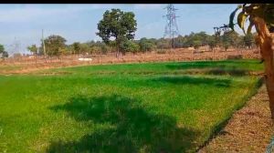 विकसित भारत संकल्प यात्रा : खेती के नवाचारों से किसान हो रहे अवगत विकसित भारत संकल्प यात्रा : खेती के नवाचारों से किसान हो रहे अवगत