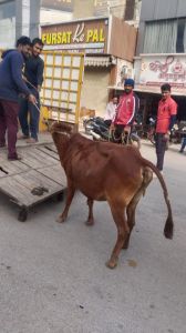 सड़क से उठाकर मवेशियों को निगम ने भेजा कांजी हाउस सड़क से उठाकर मवेशियों को निगम ने भेजा कांजी हाउस